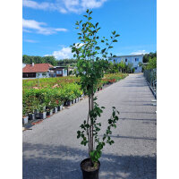Gewöhnliche Felsenbirne mehrstämmig 125-150cm C35