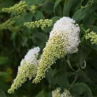Schmetterlingsstrauch White Profusion 125-150cm