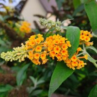 Sommerflieder Sungold  80-100cm