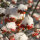 Pfaffenhütchen 60-80cm