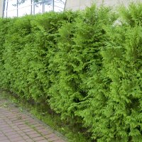 Thuja Brabant 150-175cm am Ballen