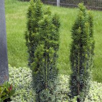 Schmale Säulen-Eibe Fastigiata Robusta 50-60cm
