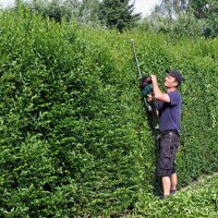 Wintergrüner Liguster Atrovirens 125-150cm im 5l...