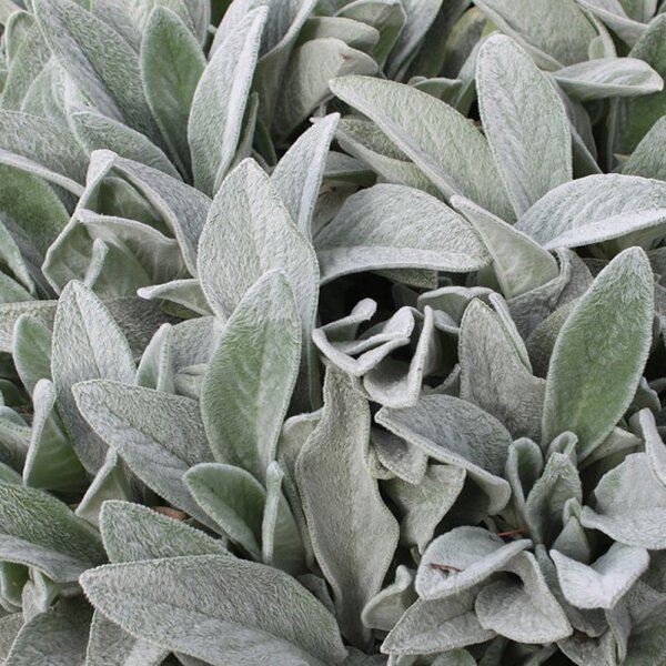 Teppich-Woll-Ziest Silver Carpet P0,5