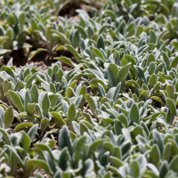 Teppich-Woll-Ziest Silver Carpet P0,5