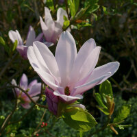 Strauchmagnolie  rosa George Henry Kern 80-100cm