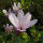 Strauchmagnolie  rosa George Henry Kern 80-100cm