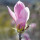 Strauchmagnolie  rosa George Henry Kern 80-100cm
