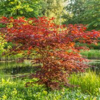 Rotblättriger Fächerahorn Atropurpureum 80-100cm