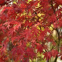 Rotblättriger Fächerahorn Atropurpureum 80-100cm