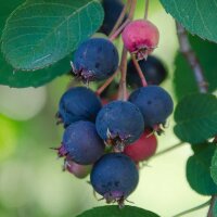 Erlenblättrige Felsenbirne Greatberry Fruity 40-50cm