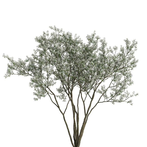 Kupfer Felsenbirne 150-175cm Solitär mehrstämmig am Ballen