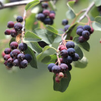 Kupfer Felsenbirne 150-175cm Solitär mehrstämmig am Ballen