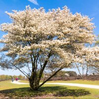 Kupfer Felsenbirne 150-175cm Solitär mehrstämmig am Ballen