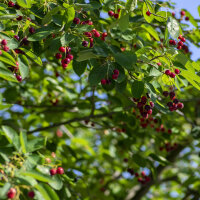 Kupfer Felsenbirne 150-175cm Solitär mehrstämmig am Ballen