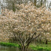 Kupfer Felsenbirne 150-175cm Solitär mehrstämmig am Ballen